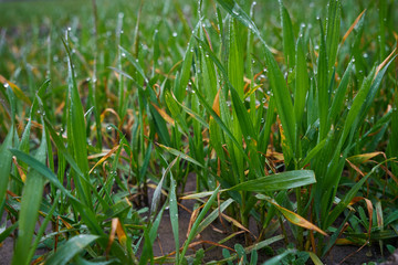 Image of young wheat sprouts.