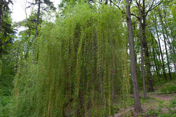 Fototapeta premium trees in the forest
