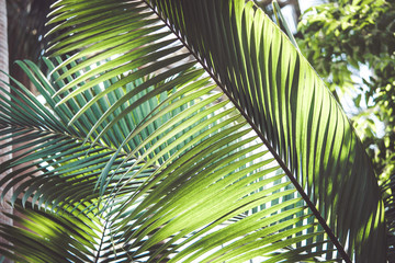 Obraz na płótnie Canvas Beautiful tropical plants