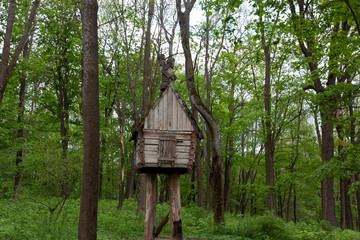 wooden house in the forest