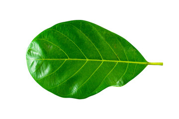 Obraz premium Isolated Leave on the white background.