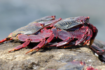 rote_Klippenkrabbe