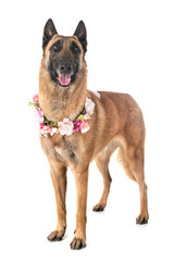 belgian shepherd malinois
