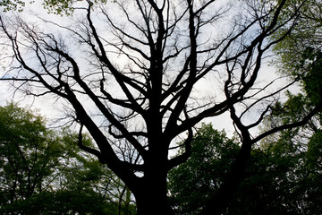 tree in spring