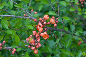 red berries of viburnum on branch with leaves