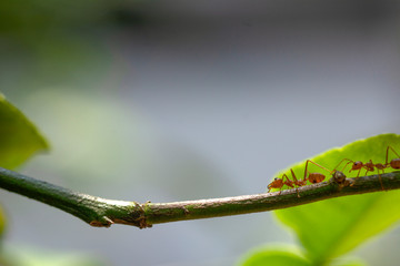 selective focus red ants walking on tree branch
