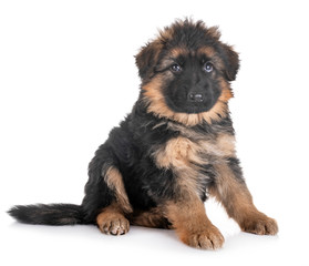 puppy german shepherd