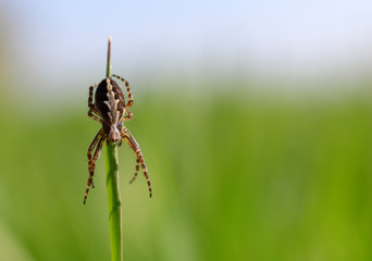 The oak spider ( Aculepeira ceropegia ) on green grass.