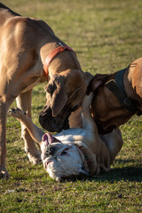 Obraz premium Domestic dogs in city parks squares
