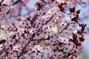 Blooming Tree in Spring. Blooming Buds and Flowers on a Tree Branch.