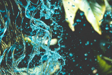 Tropical plants and splash water