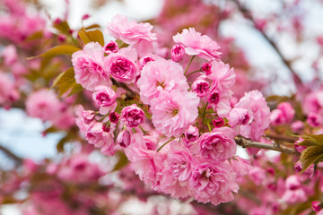 Sakura branch nature, flowers cherry 