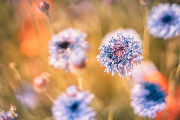 矢車菊 / corn flower