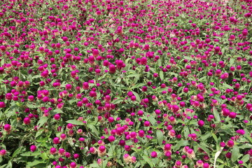 Obraz na płótnie Canvas Pink flowers in the garden