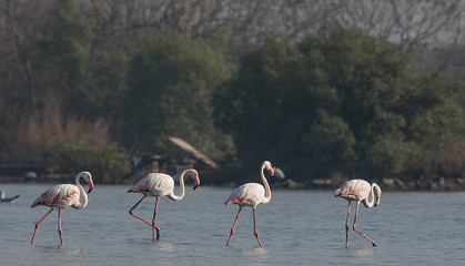 Greater Flamingo