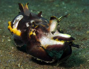 Underwater world - flamboyant cuttlefish. Lembeh strait, Indonesia.
