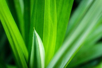 Fresh green pandan leaves with copy space, blurred bokeh and sunshine background in a garden, nature concept.