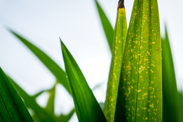 Obraz premium Fresh green pandan leaves with copy space, blurred bokeh and sunshine background in a garden, nature concept.