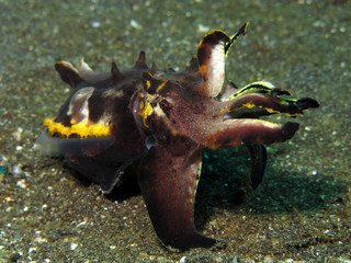 Underwater world - flamboyant cuttlefish. Lembeh strait, Indonesia.