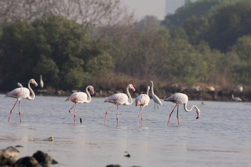 Greater Flamingo