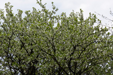 tree in spring