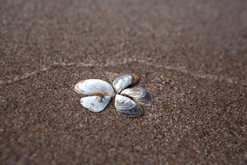 Fototapeta na wymiar Flower of seashells on the sand, close-up. Sand beach. Place for signature.