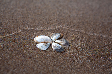Flower of seashells on the sand, close-up. Sand beach. Place for signature.