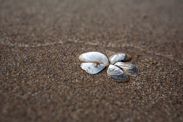 Fototapeta na wymiar Flower of shells on the sand. Sand beach. Place for signature.