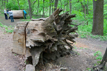 pile of logs in forest