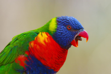 The rainbow lorikeet (Trichoglossus moluccanus) sitting on the branch with open beak. Extremely colored parrot on a branch with a green background.