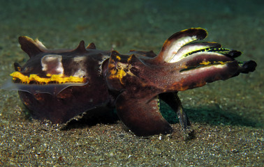 Underwater world - flamboyant cuttlefish. Lembeh strait, Indonesia.