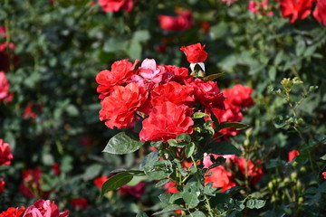 A single red flower around many other flowers