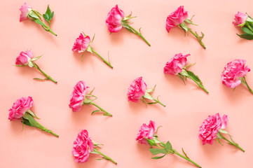 Fototapeta na wymiar Rose flowers composition on pink background