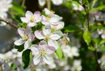 Apfelblüte in Südtirol - Frühlingsblüten
