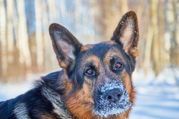 Muzzle of Dog German Shepherd outdoors and blurred background