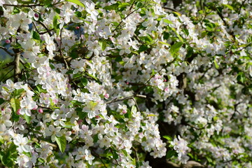 Hintergrund - Apfelblüten 