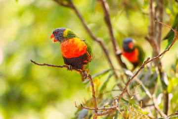 Rainbow lorikeets