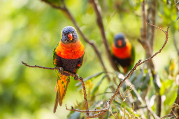 Rainbow lorikeets