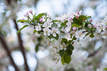 closeup of apple tree blossom at spring