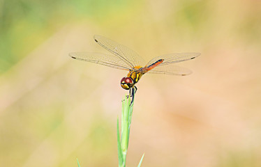 Close up detail of dragonfly. dragonfly image is wild with blur background.