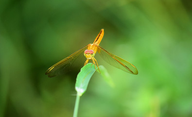 Close up detail of dragonfly. dragonfly image is wild with blur background.