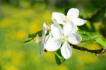 Äste und Zweige eines Apfelbaumes mit Blüten 