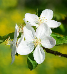 Weiße Apfelblüten vor einer Löwenzahnwiese - Frühling in Südtirol