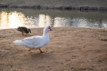 wild goose and duck by the river