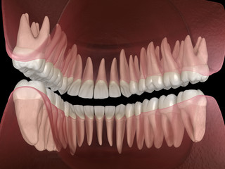 Morphology of mandibular and maxillary human gum and teeth. Medically accurate tooth 3D illustration