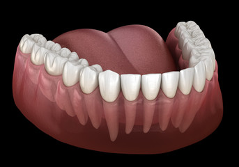 Mandibular human gum and teeth. Medically accurate tooth 3D illustration