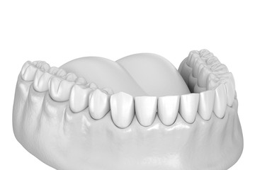 Mandibular human gum and teeth anatomy. Medically accurate tooth 3D illustration