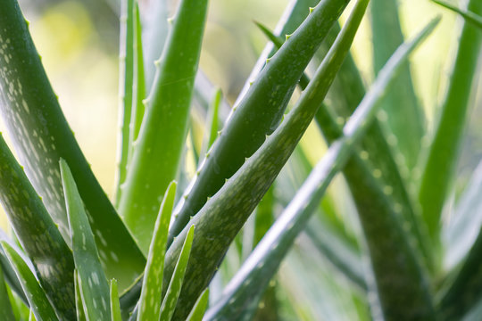 Close up Aloe Vera Plant