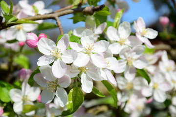 Fototapeta na wymiar Apfelbaumblüten