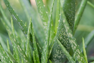 Fototapeta na wymiar Close up Aloe Vera Plant